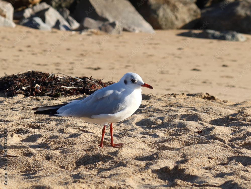 Fototapeta premium Une mouette