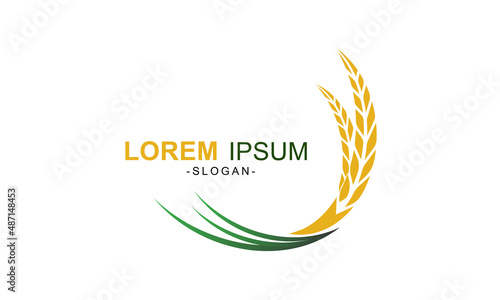 illustrration vector graphic of the wheat logo template photo