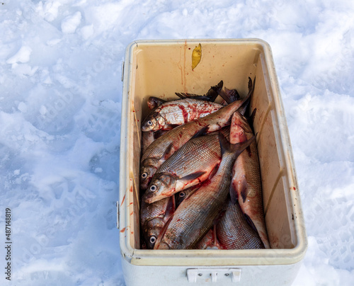 Great Lakes Whitefish Ice fishing 