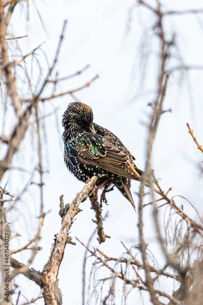 Common Starling perched on a tree branch Common Starling perched on a tree branch