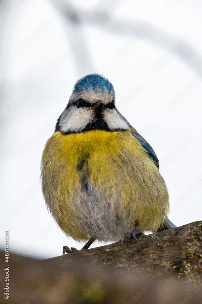 Obraz premium Eurasian Blue Tit perched on a tree branch