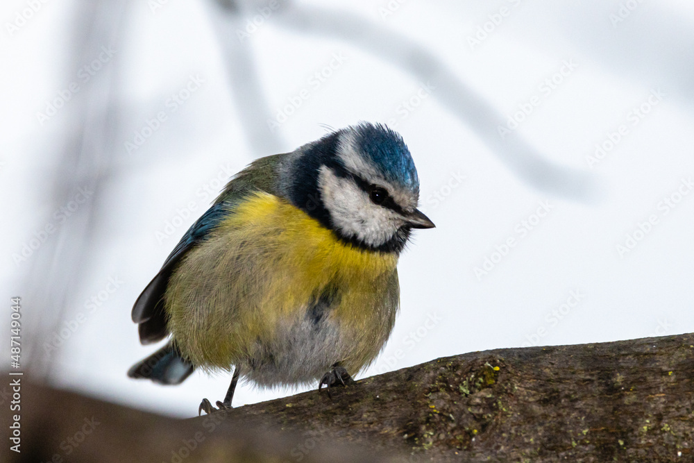 Fototapeta premium Eurasian Blue Tit perched on a tree branch