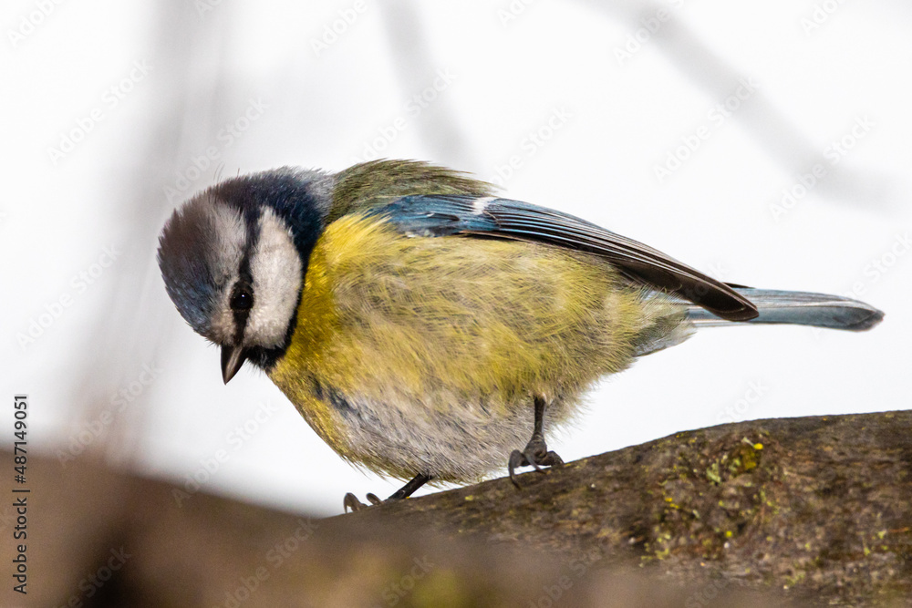 Fototapeta premium Eurasian Blue Tit perched on a tree branch