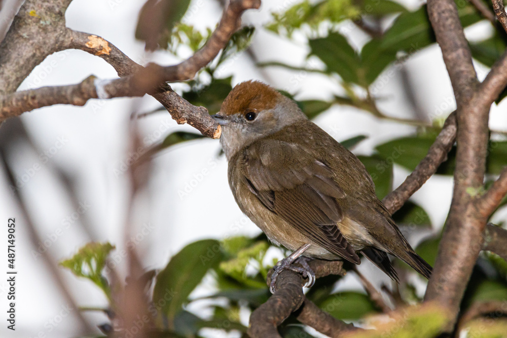 Female Sardinian Warbler perched on a tree branch Female Sardinian Warbler perched on a tree branch