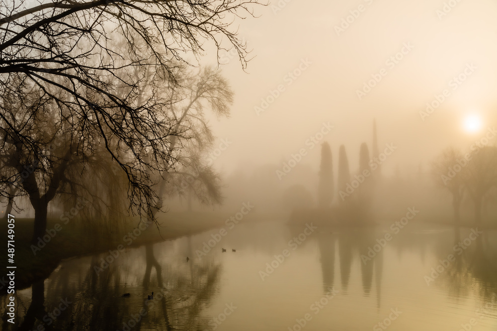 Obraz premium trees in the fog at the edge of a pond in the light of the rising sun