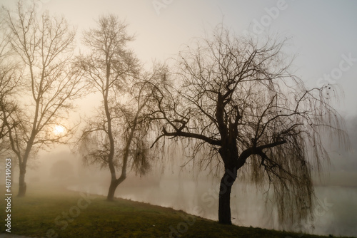 Wallpaper Mural trees in the fog at the edge of a pond in the light of the rising sun Torontodigital.ca