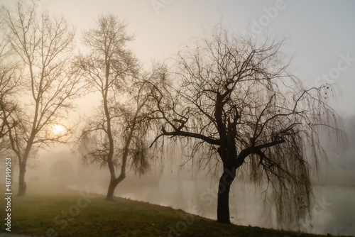 trees in the fog at the edge of a pond in the light of the rising sun