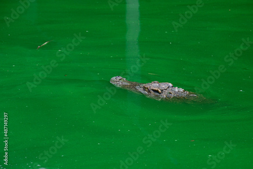 Siamese Crocodile in the green water site.crocodile farming. © swisoot