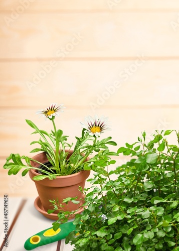 Flower bush plant on wooden floor