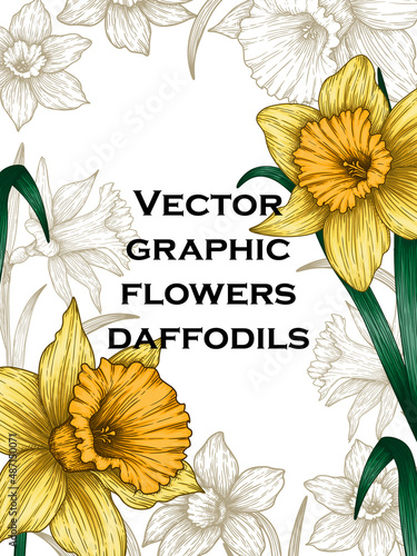 Vector illustration of a frame made of flowers. Graphic linear and color daffodils