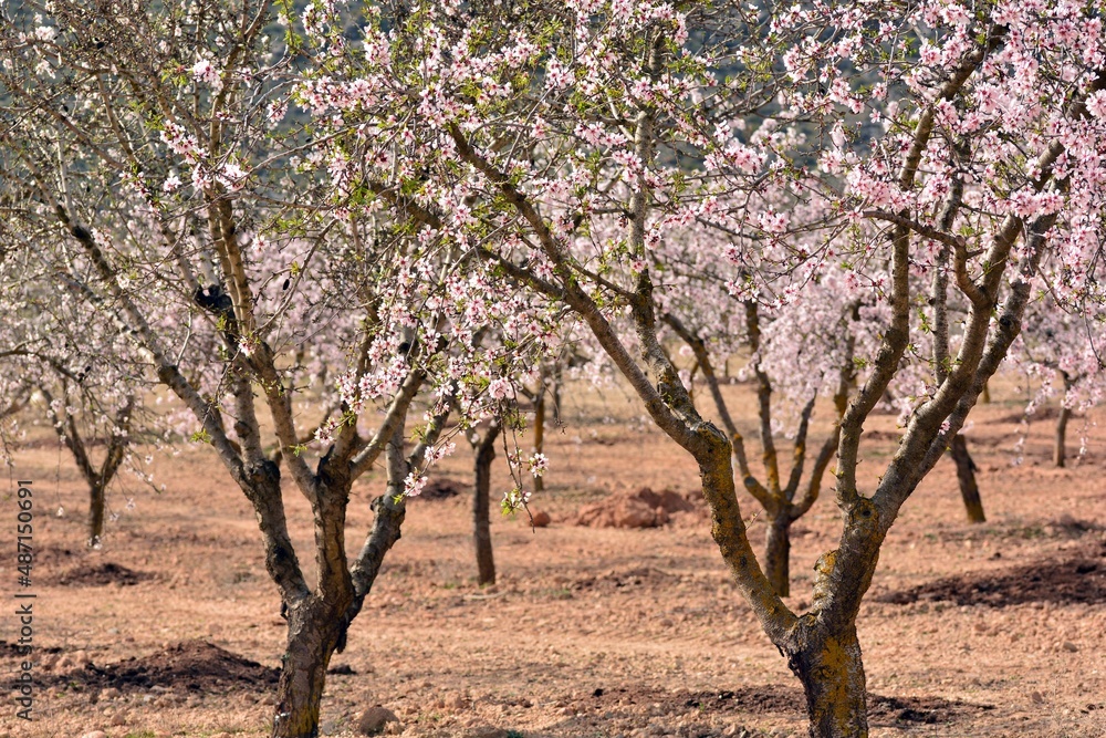 Campo de almendros en flor en febrero, sur de España Campo de almendros en flor en febrero, sur de España