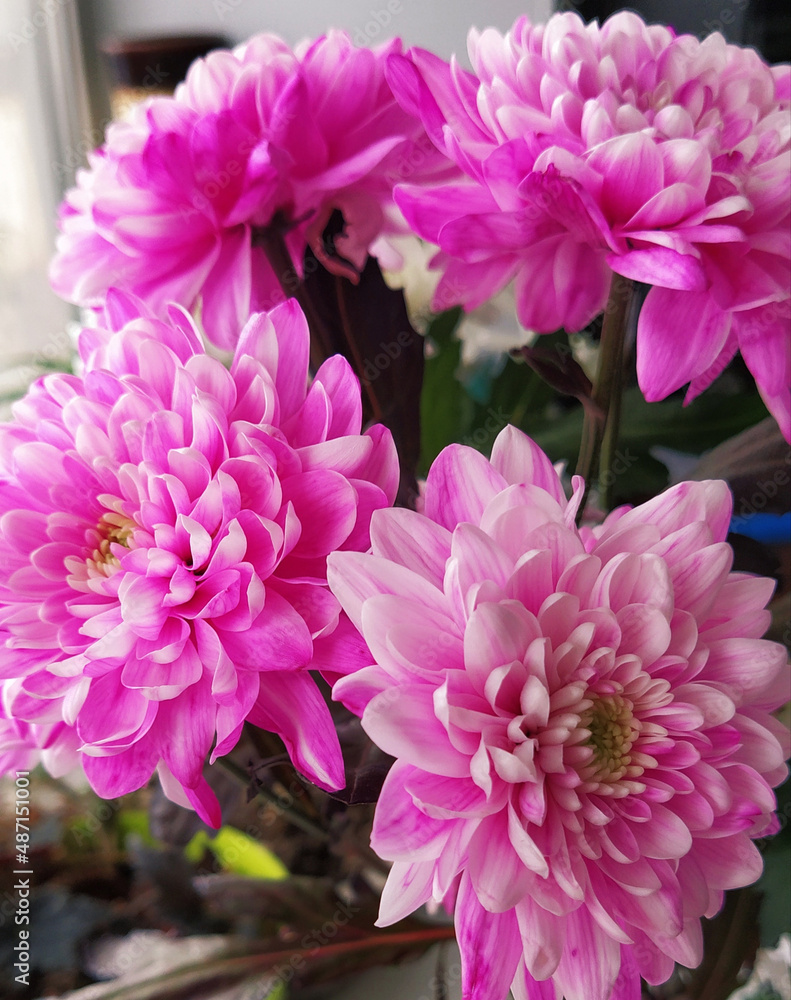 pink chrysanthemum flowers pink chrysanthemum flowers