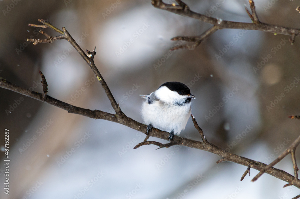 Naklejka premium bird on the branch