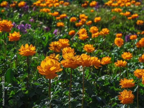 Sunny group of flowers Trollius Asiaticus with copy space on greenery. Beautiful orange flowers of globeflower close up. Green Alpine plateau.