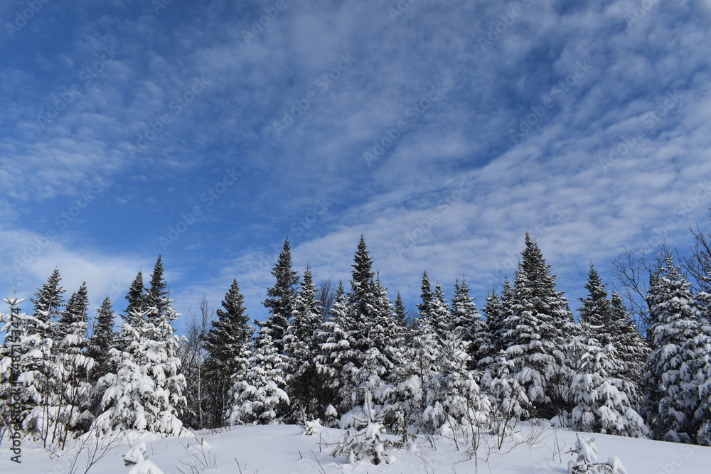 A spruce forest under a blue sky, Sainte-Apolline, Québec, Canada