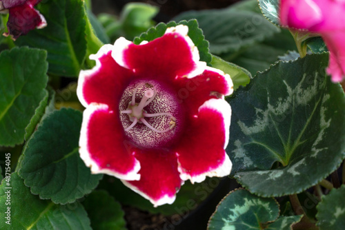 Sinningia speciosa, sometimes known in the horticultural trade as gloxinia, is a tuberous member of the flowering plant native to Brazil within the family Gesneriaceae. Originally included in the genu photo