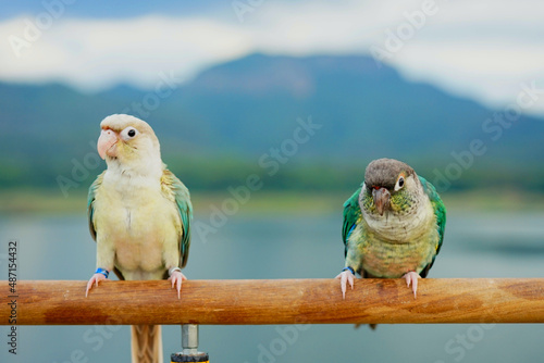 Two green cheek conure couple turquoise Yellow-sided and Pineapple color on sky and mountain background, the small parrot of the genus Pyrrhura, has a sharp beak. Native to South America (Amazon).
