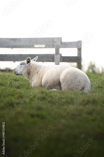 Sheep laying in a grass field. 
Shot with Sony A7III.