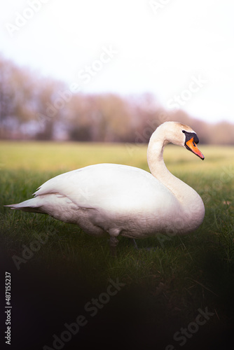 Swan sitting in a grass field.
Shot with Sony A7III.