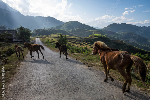 Horses in the mountains in Sa pa, in the Lao Cai province in Northern Vietnam. Sa Pa is a town in the Hoàng Liên Son Mountains of northwestern Vietnam