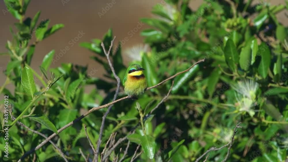 Beautiful yellow and green bird Beautiful yellow and green bird