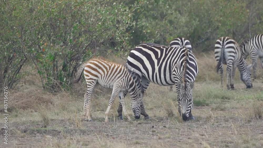 Zebras and their young feeding on grass Zebras and their young feeding on grass