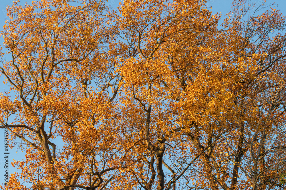 Golden autumn leaves against a blue sky Golden autumn leaves against a blue sky
