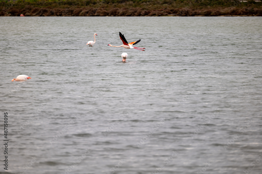 pink flamingo in flight over ponds