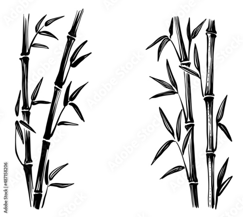 Bamboo sketches vector. Leaves and tree