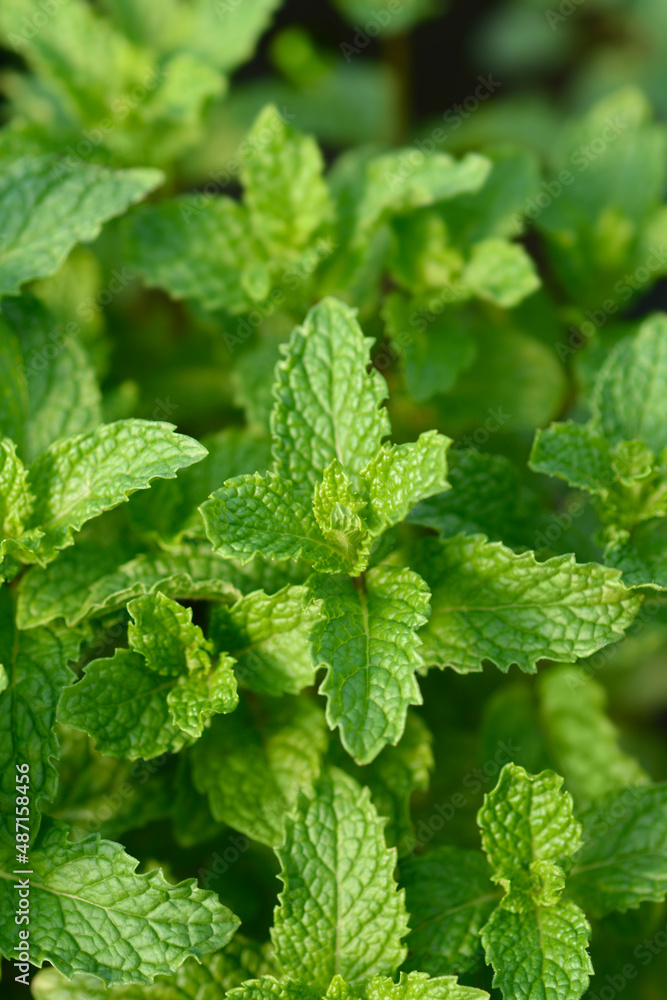 Bowles mint Bowles mint