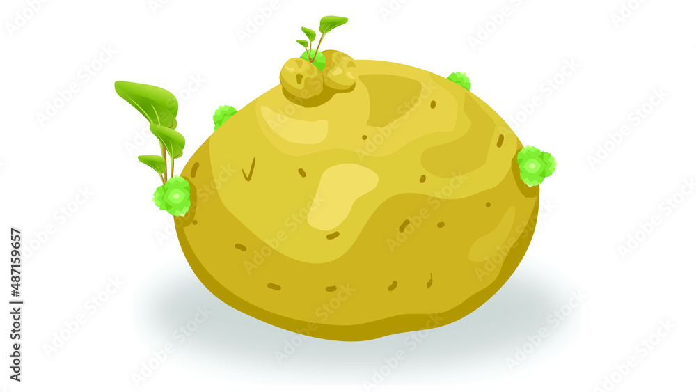 illustration of an potato with leaf it's also called potato buds illustration of an potato with leaf it's also called potato buds