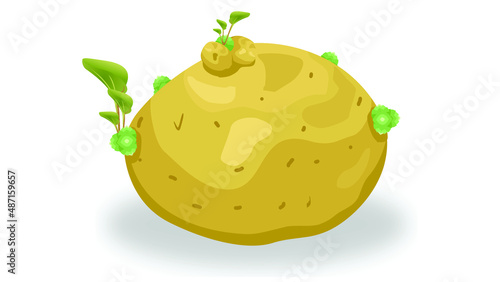 illustration of an potato with leaf it's also called potato buds