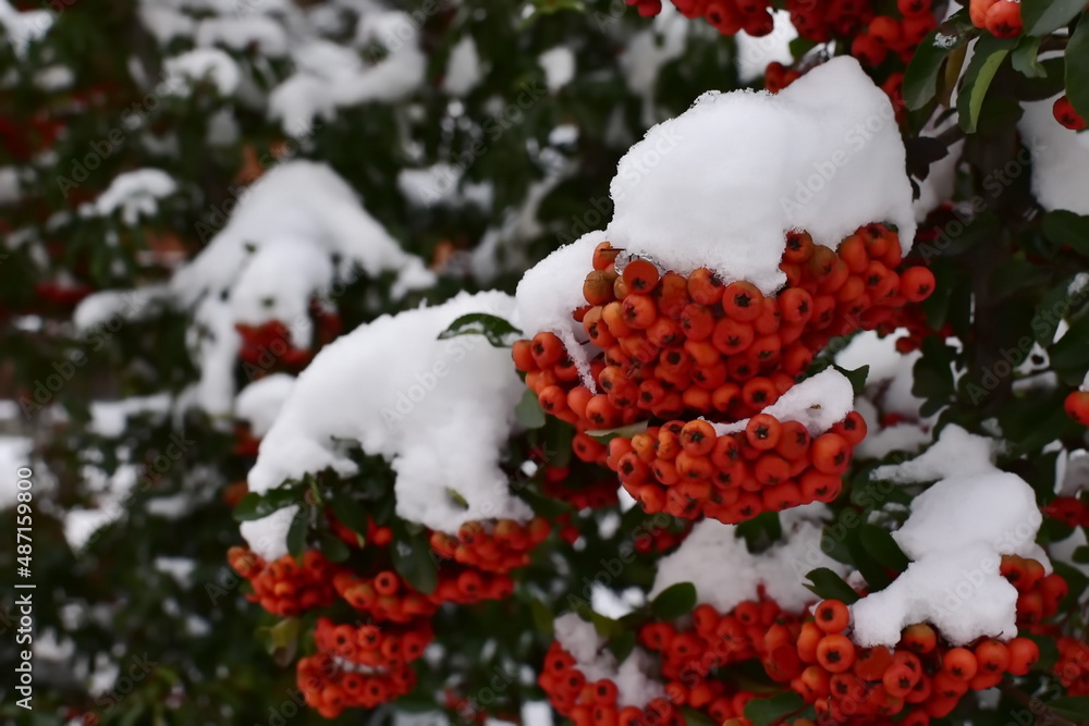 view of cotoneaster branches with red berries in the snow view of cotoneaster branches with red berries in the snow