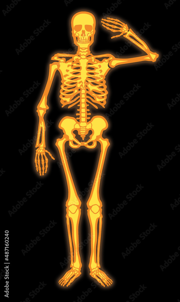 squelette, salut militaire,  anatomie, crâne, corps, os, radiographie, os, medicales, médecine, humain, 3-d, halloween, biologie, colonne vertébrale, santé, illustration, science, soins de santé, arri
