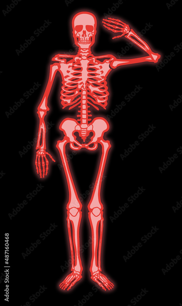 squelette, salut militaire,  anatomie, crâne, corps, os, radiographie, os, medicales, médecine, humain, 3-d, halloween, biologie, colonne vertébrale, santé, illustration, science, soins de santé, arri