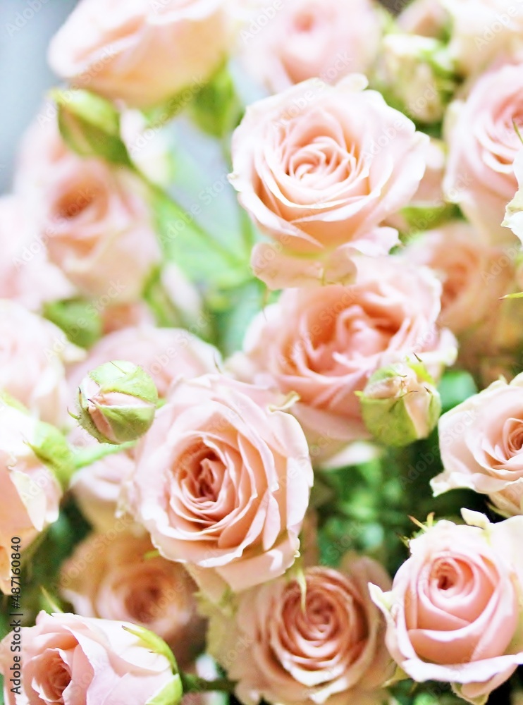 roses background, delicate pink roses close-up, flower background, roses background, delicate pink roses close-up, flower background,