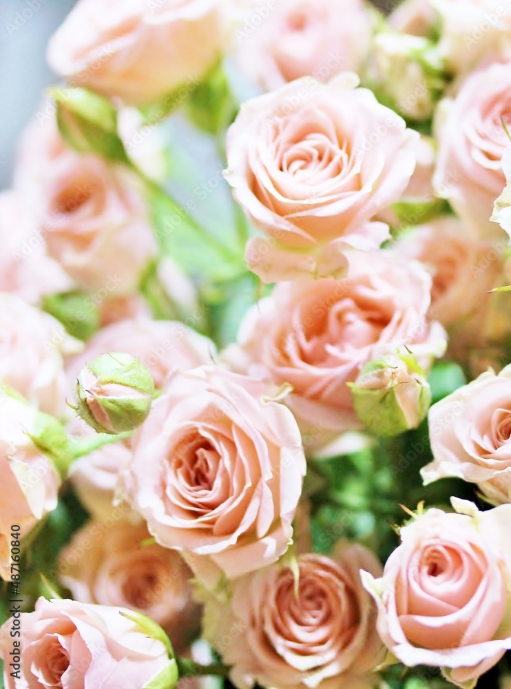 roses background, delicate pink roses close-up, flower background,