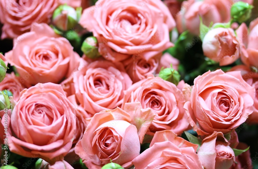 Obraz premium roses background, delicate pink roses close-up, flower background,