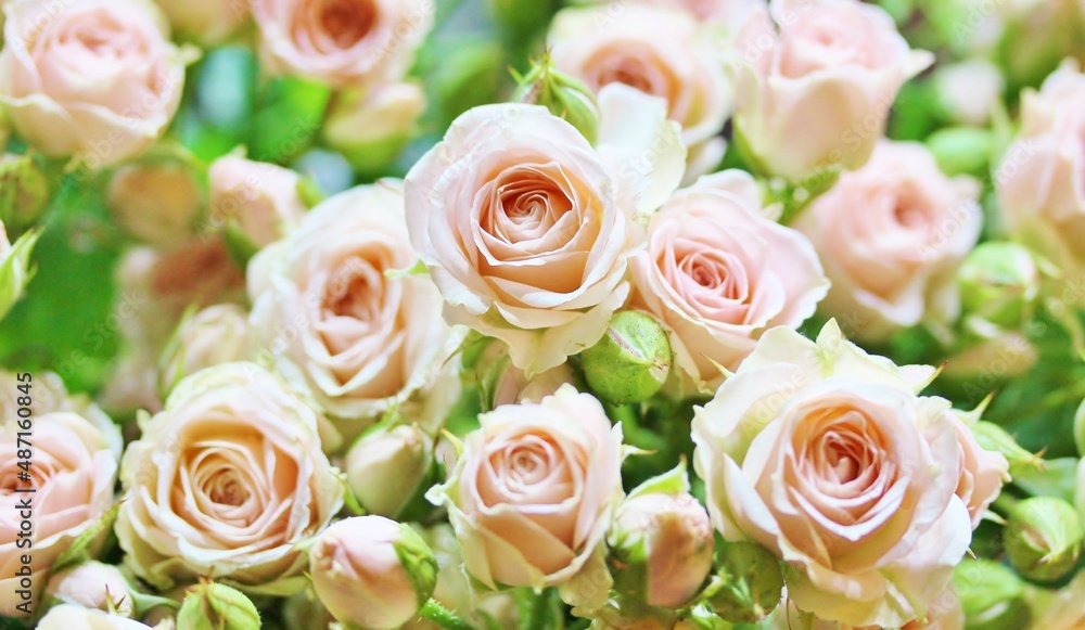 roses background, delicate pink roses close-up, flower background,