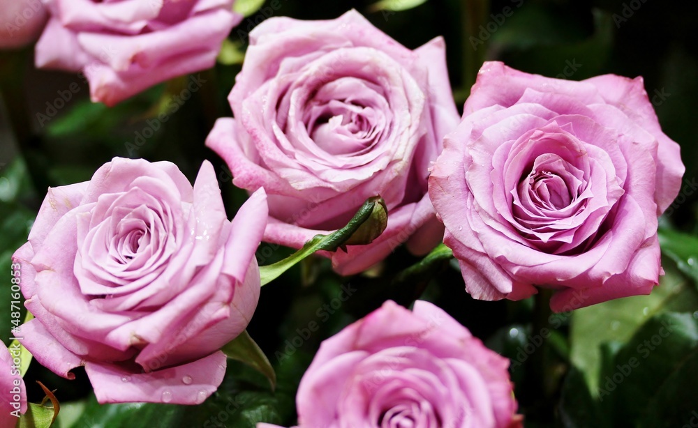 roses background, delicate pink roses close-up, flower background, roses background, delicate pink roses close-up, flower background,