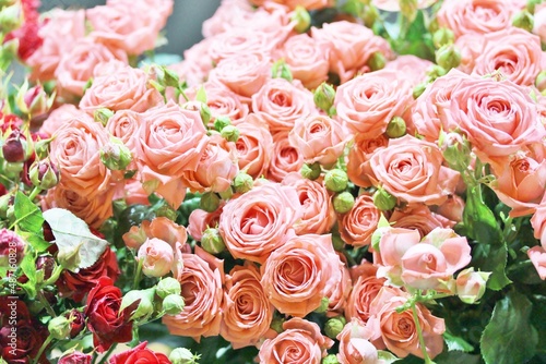 roses background, delicate pink roses close-up, flower background, © shabbydecor