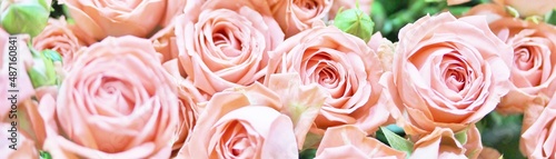 roses background, delicate pink roses close-up, flower background,