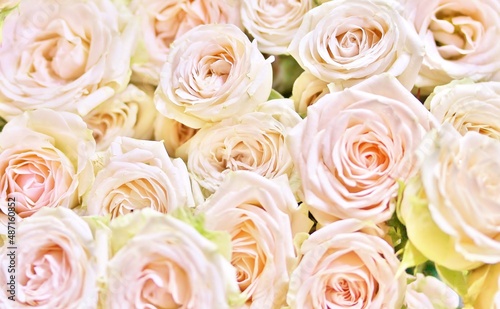 roses background  delicate pink roses close-up  flower background 