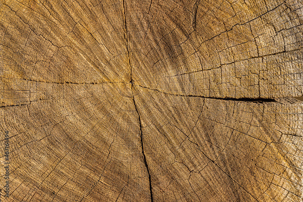 Fototapeta premium wood texture