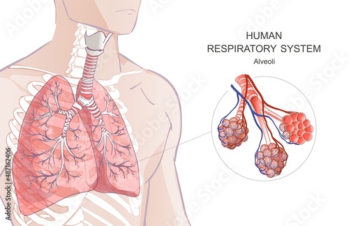 3d vector of the human Respiratory System, lungs, alveoli. Inside larynx nasal throttle anatomy. Man body parts. Hand drown anatomy illustration