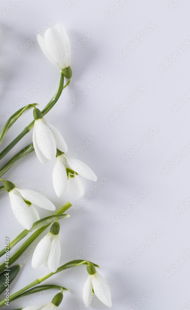 snowdrops on white background , card