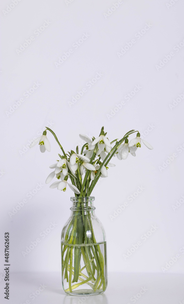 Snowdrops in vase on white backdrop
