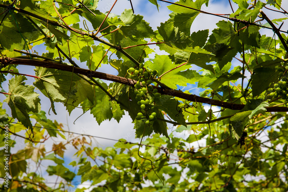 Grape crop at the municipality of La Union located at Valle del Cauca region in Colombia Grape crop at the municipality of La Union located at Valle del Cauca region in Colombia