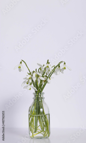 Snowdrops in vase on white backdrop