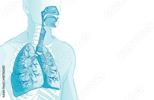 3d vector of the human Respiratory System, lungs, alveoli. Inside larynx nasal throttle anatomy. Man body parts. Hand drown anatomy illustration photo